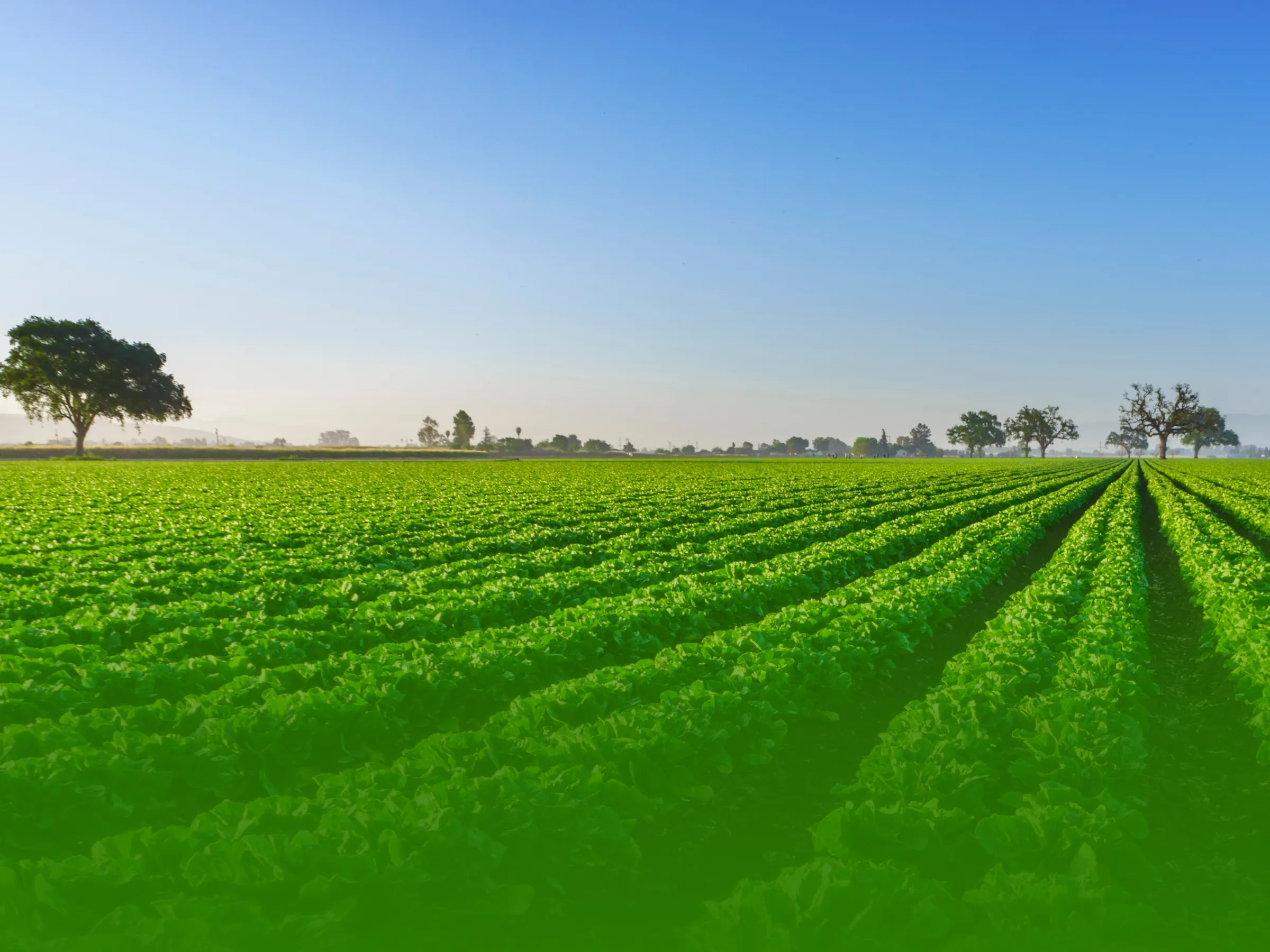 Long rows of romaine lettuce running to a hazy horizon under a clear morning sky.