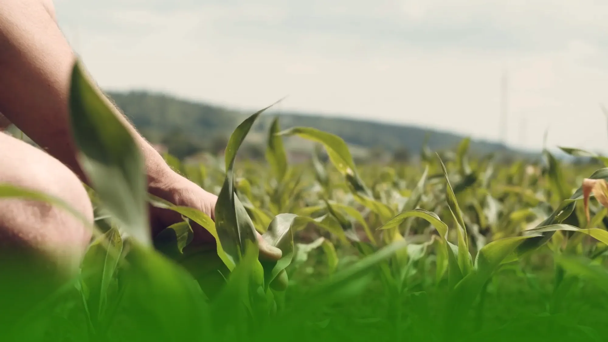 A hand among rows of young corn, close to the ground.