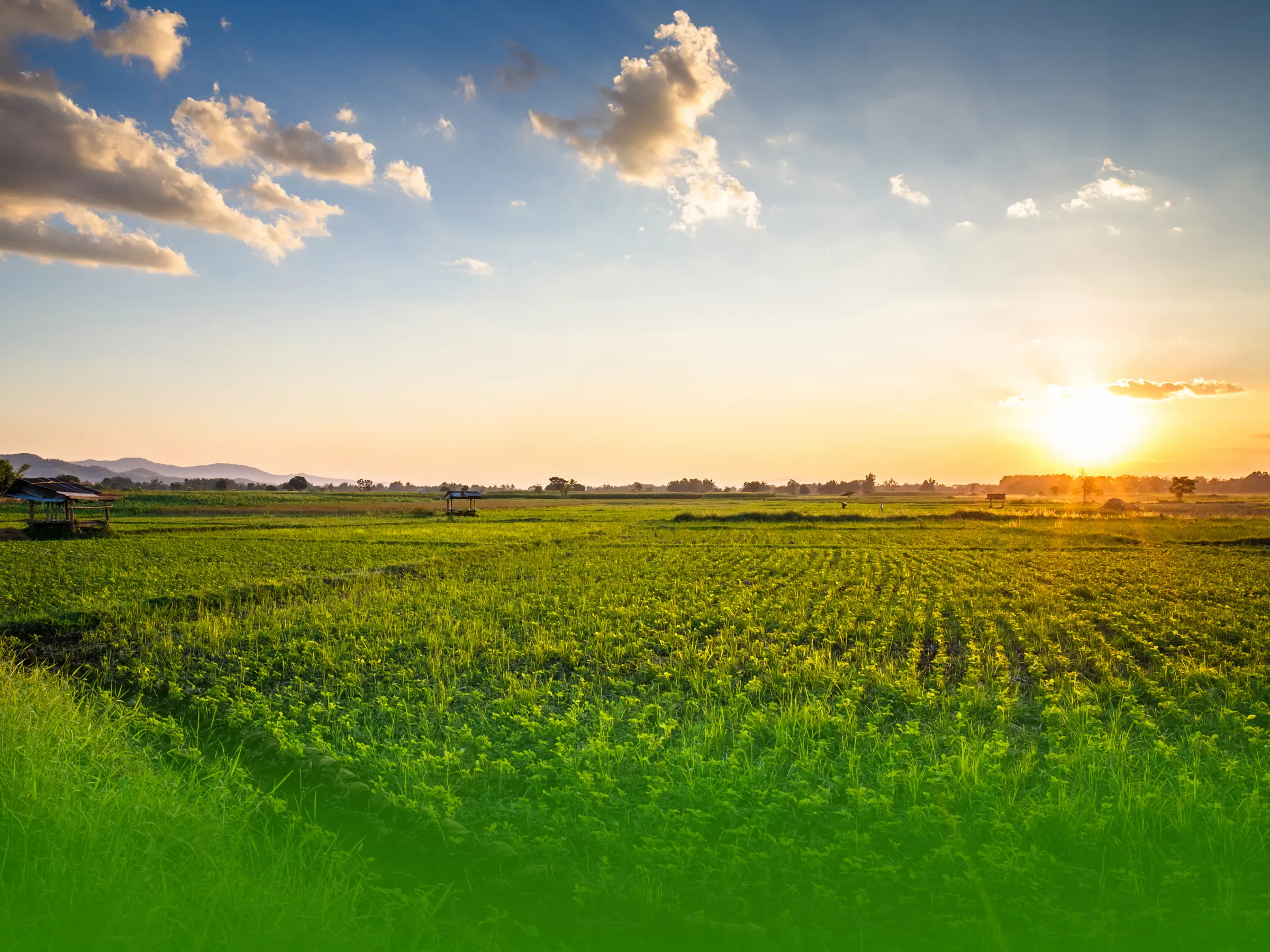 A wide field at sunset, the low sun breaking across the rows.